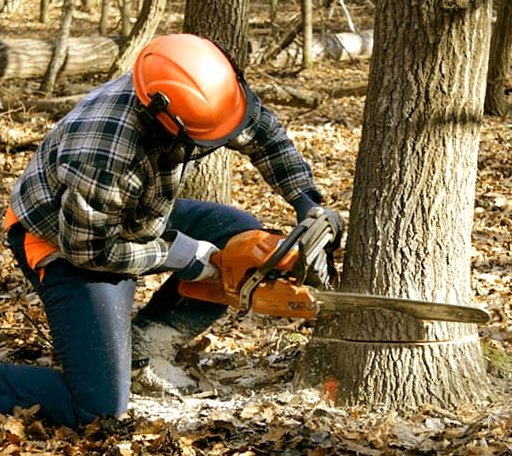 Tree Removal in Dundee, OH